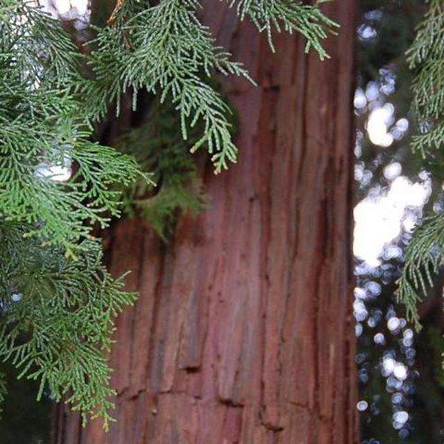 精油 ヒノキ 木部 3ml かくしか寄合帖