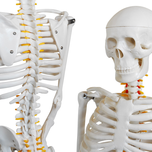 人体模型 全身骨格 稼動 直立 スタンド 医療 ヨガ 整体院 85cm 1 2モデル 人体模型の通販 専門店 モノライフ 骨格標本 筋肉模型 医療 学習用