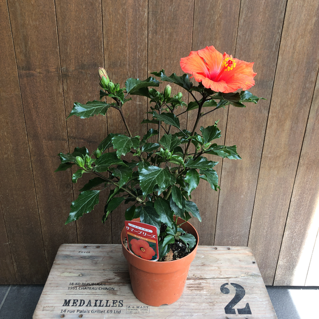 苗もの Total Plants Egret