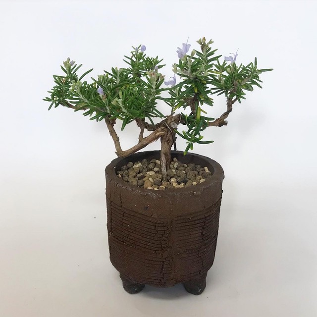 ローズマリー盆栽 匍匐性 R6 Bonsai 鉄と山