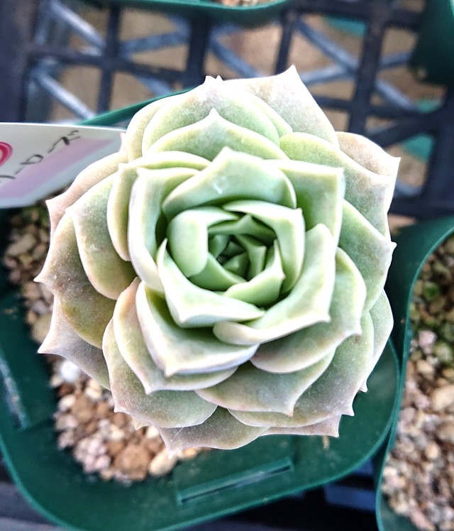 多肉植物 ラブリーローズ錦♡希少カキコ(速達付) - 植物/観葉植物