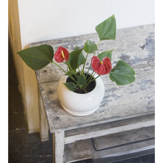 アンスリウム ミニレッド Neo Green