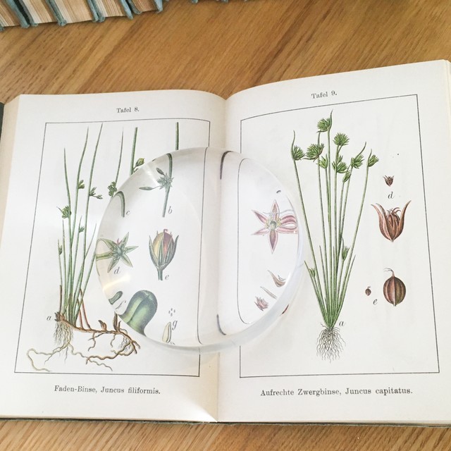 J Sturm 15冊 珍しいソフトカバータイプ ドイツ アンティーク 植物図鑑 ボタニカル ビンテージ ヤーコブ シュトルム 植物画 博物画 べるりんのーと
