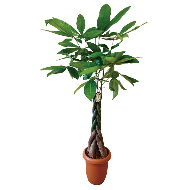 ベンジャミン Benjamin 観葉植物 Foliage Plant Himejyon