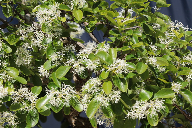 一葉たご ヒトツバタゴ ナンジャモンジャ Bonsai Stocks