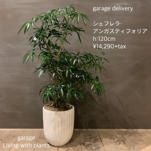 観葉植物 シェフレラ アンガスティフォリアset Garage Nagoya