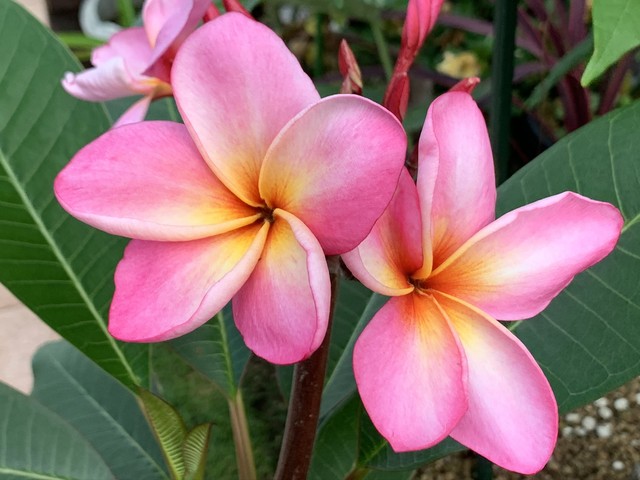 ホワイトジンジャーリリー 4号pot Hawaiian Lei Flower Moani Flower Garden