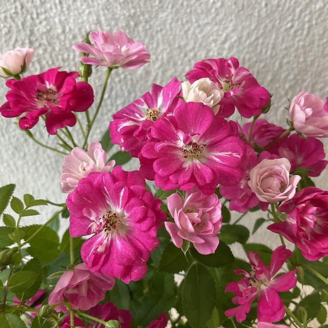 ミニバラ レンゲローズ あかれんげ シロレンゲ 橋本種苗園