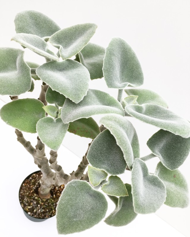 カランコエ 仙女の舞 Kalanchoe Beharensis Ver Latiforia White Spg For Sale