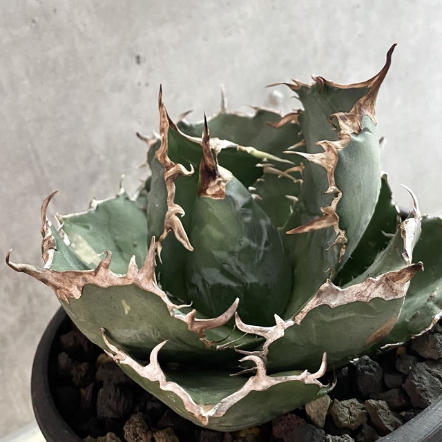 Agave Titanota 白鯨 アガベ チタノタ ハクゲイ 観葉植物 多肉植物 インテリア 鉢込み発送 発根済 大株 ヴィンテージ 子株付き Listycagave