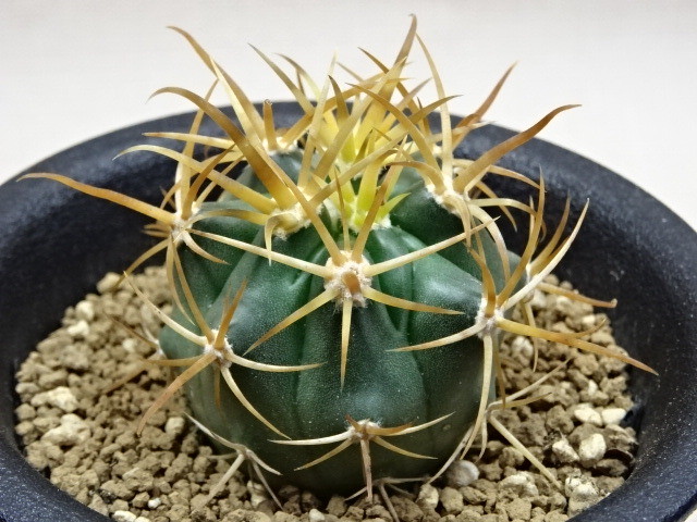 サボテン フェロカクタス 金冠竜 ヒ1 おぶうhealing