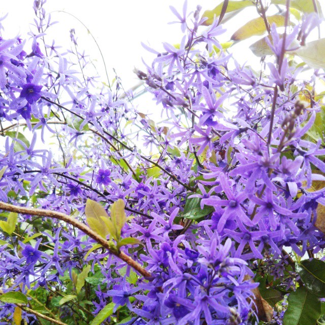 ペトレア10 5cmポット苗 Hanazukin 花ずきん 農家直送の花苗 シンビジュームの花束