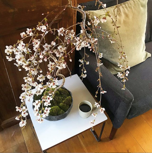 富士しだれ桜 Neo Green