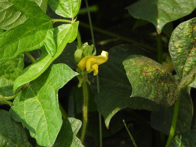 小豆の花の写真 写真屋 ６ 植物