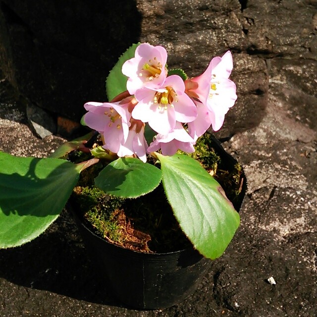 ヒマラヤユキノシタ10 5cmポット苗 Hanazukin 花ずきん 農家直送の花苗 シンビジュームの花束