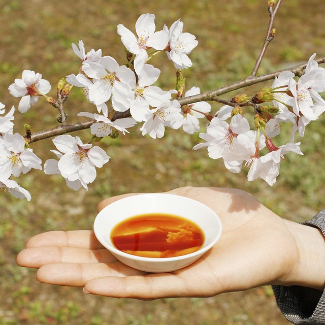 逆さ富士と桜の醤油皿 Re De Stu