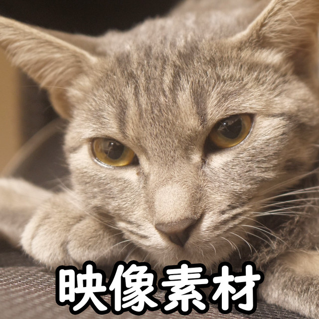 映像 動画素材 猫の映像素材 ねこ ネコ メス 雌 キジトラ Letsshare