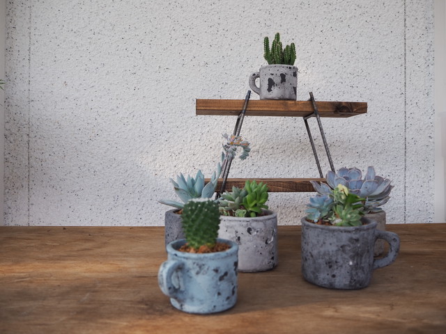 サボテンのベラボン ヤシの繊維 植え 寄せ植え屋