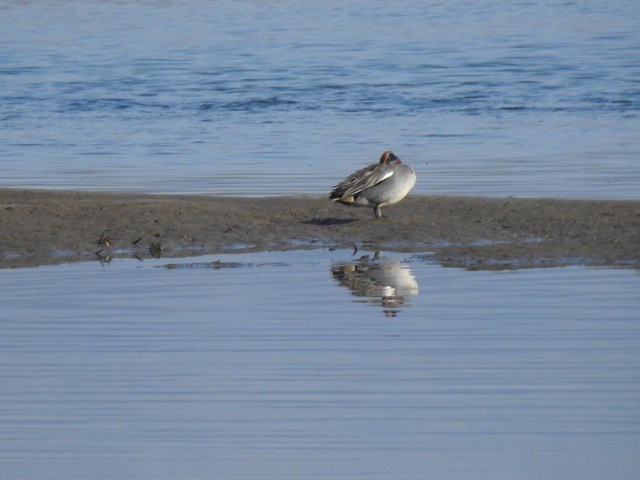 鴨の写真 写真屋 １０ 鳥