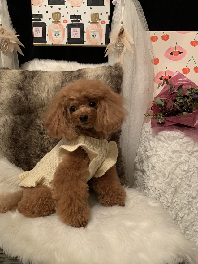 フリルニット 犬服 犬 ドッグウェア ペット 小型犬 ニット フリル袖 新作 秋冬 人気 かわいい リボン Petitkano