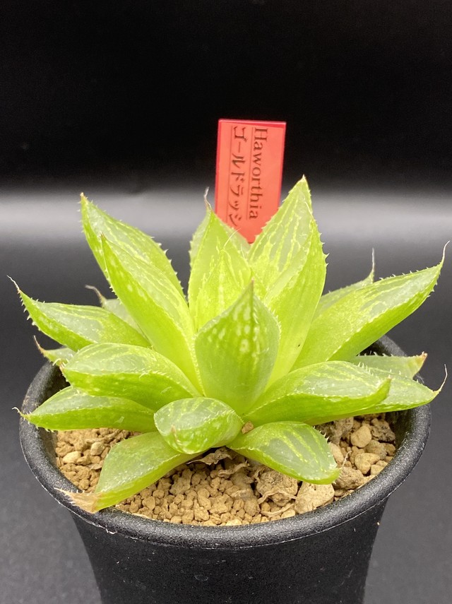ハオルチア Haworthia ゴールドラッシュ 多肉植物 Bios Plants