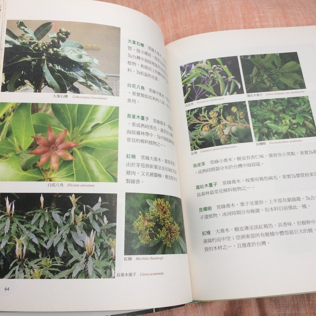 新刊書 台湾の植物図鑑 冰河子遺的夏緑林 台灣水青岡 Akubishobo 西表島