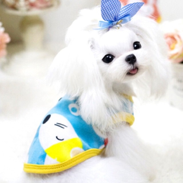 超小型犬 パピー犬 スモールサイズ Ronkichimaru ロンキチマル かわいい犬服 猫服 ペット服