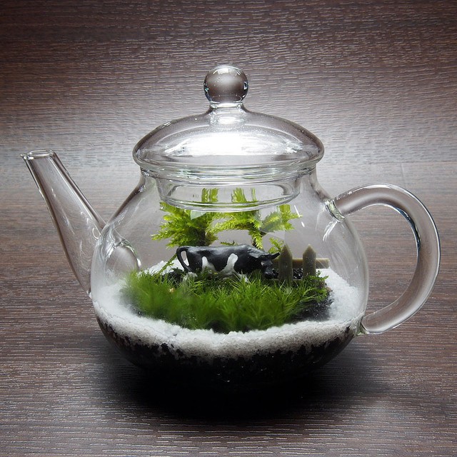 苔テラリウム 手作りキット一式 ティーポット 工房 津軽moss