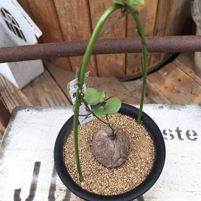 T 亀甲竜 ディオスコレア エレファンティペス Rupo 多肉植物専門店