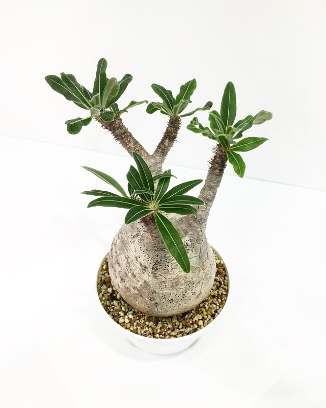 パキポディウム グラキリス Pachypodium Rosulatum Var Gracilis Spg For Sale