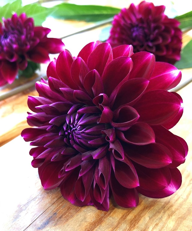 ダリア Jp Farmers Com