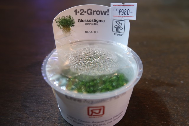 水草 トロピカ社 組織培養カップ 1 2grow グロッソスティグマ 1カップ Aquariumbarkind