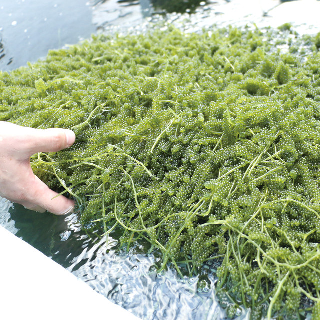 大容量 500g 発泡スチロール入 沖縄 南城市産 朝採れ生海ぶどうa級品 沖縄 想いっきり海ぶどう国際通り店