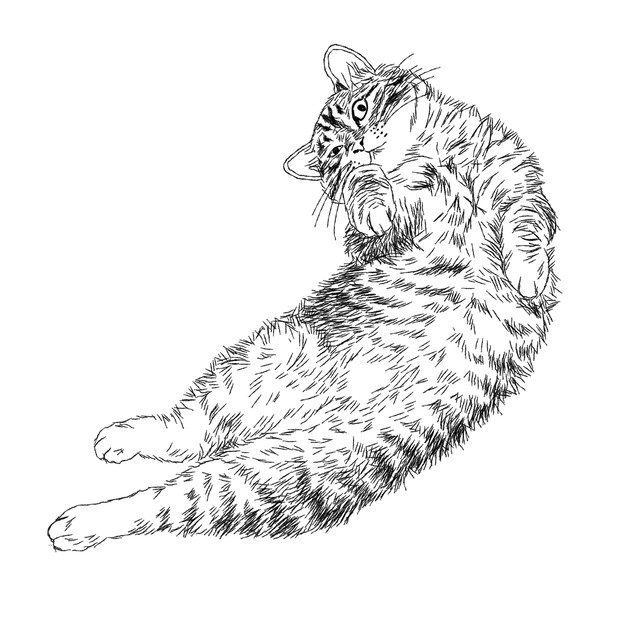 猫の手描きイラスト 似顔絵 白黒 作成 全身 動物 人間可 猫雑貨 グッズ通販 猫や動物イラスト 似顔絵作成 365cat Art