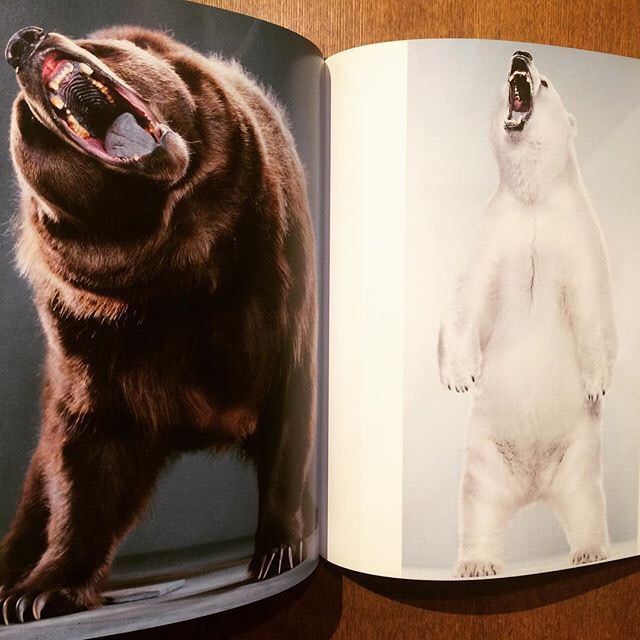 熊の写真集 Bear Portraits Jill Greenberg 古本トロニカ 通販オンラインショップ 美術書 リトルプレス ポスター販売