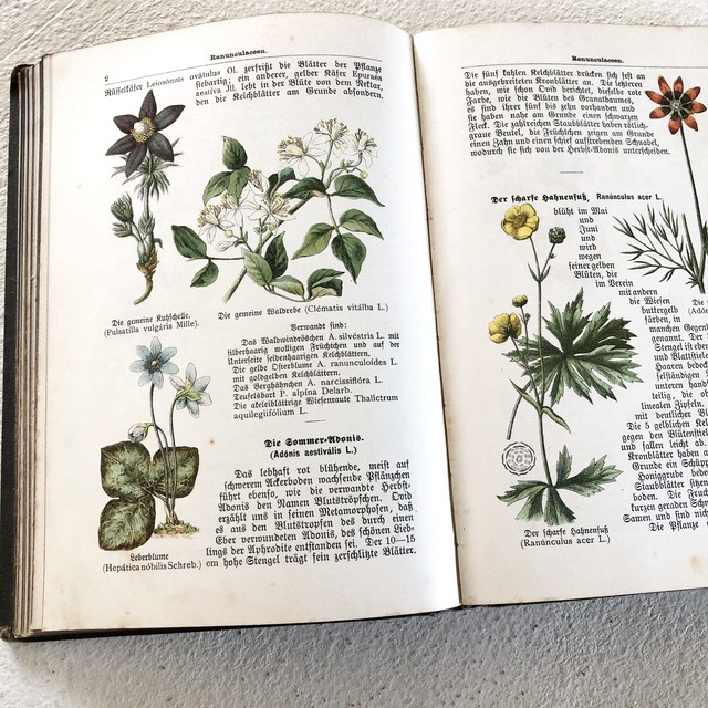 1905年 ドイツの植物学の教科書 Atelier Tone