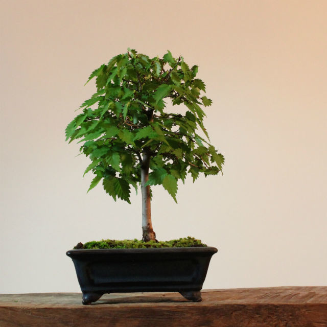 雑木盆栽 ケヤキ 盆栽と山野草の植物店 八百日 Yaoca Bonsai Plants