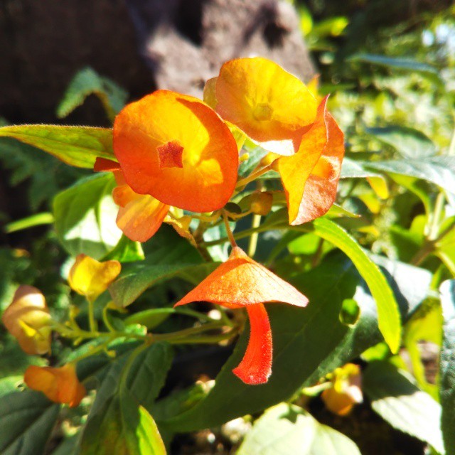 福箱 季節のお花の詰め合わせ Hanazukin 花ずきん 農家直送の花苗 シンビジュームの花束