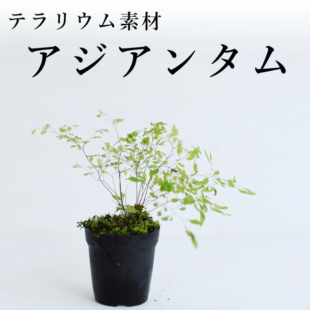 その他の植物 シダ 蘭 苔テラリウム専門ショップ道草