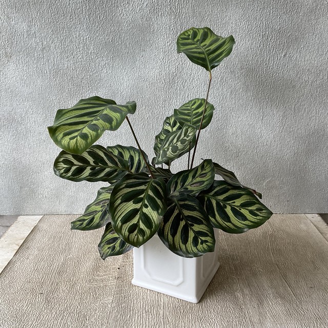 観葉植物 カラテア 選べる 3種 陶器鉢植え 橋本種苗園