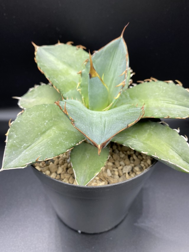 アガベ チタノタ Agave Titanota ビザールプランツ 多肉植物 Bios Plants