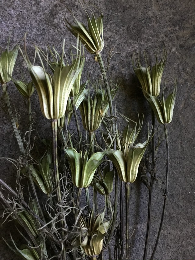 ニゲラ オリエンタリス ドライフラワー 束 Memento Dried Flower Arrangement ドライフラワー通販