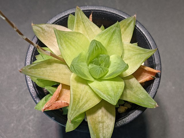 Haworthia Cymbiformis Hyb ハオルチア ハオルシア シンビフォルミス系 サボテンと多肉植物の店 サイベリア