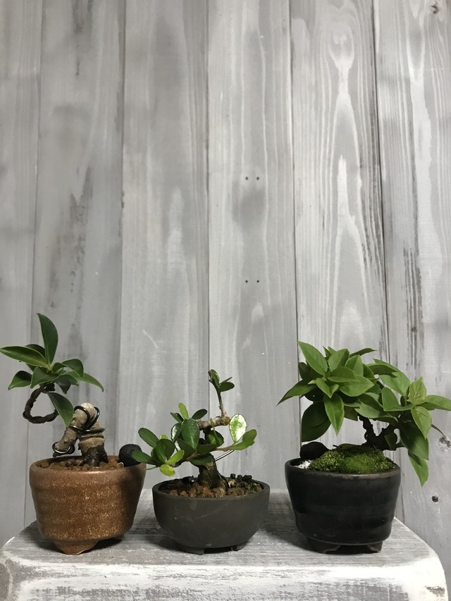 ガジュマル ブーゲンビリア マッコウミニ盆栽 Nana