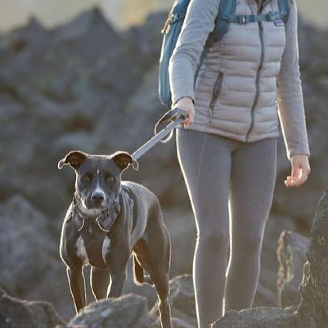 Ruffwear 新色 フロントレンジハーネス ラフウェア 着脱が容易なスタンダードモデル Outtail Dog Outdoor Gear