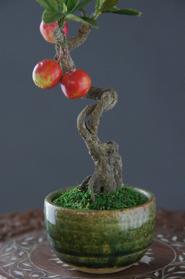 盆栽 ミニ林檎 Mini Apple Bonsai 65 Oh Bonsai