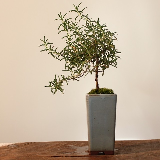 盆栽 ローズマリー プロストラータス ほふく性 盆栽と山野草の植物店 八百日 Yaoca Bonsai Plants