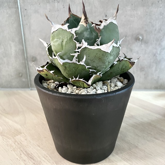 Agave Titanota White Whale 白鯨 アガベ チタノタ ハクゲイ 観葉植物 多肉植物 インテリア ヴィンテージ 鉢込み発送 発根済み Listycagave