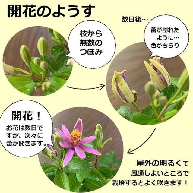 毎年5月から夏ごろに美しい花が楽しめる 睡蓮木 スイレンボク の盆栽 万古白鉢 みどり屋 和草 にこぐさ