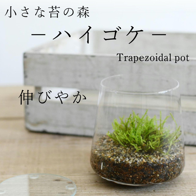 小さな苔の森 スナゴケ 台形ポット 緑のお星さま 苔テラリウム 苔テラリウム専門ショップ道草